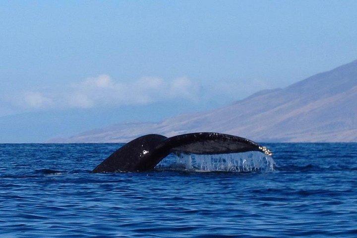 Ultimate Maui Whale Watch Snorkel Tour