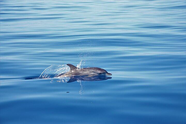 Whale and Dolphin Watching Tour på Madeira