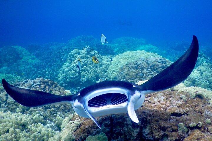 Manta Snorkel a tarda notte