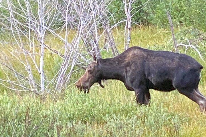 Excursão privada de dia inteiro ao Grand Teton National Park com almoço de piquenique