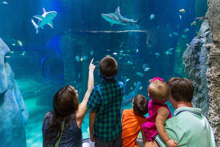 ZEELEVEN Toegangsbewijs Aquarium Arizona