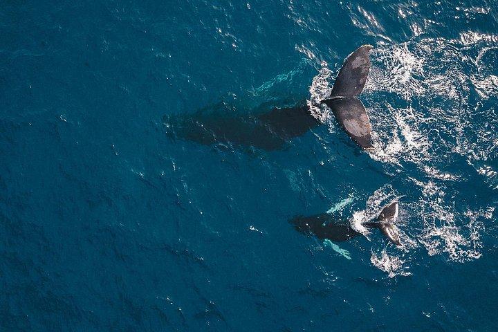 カボ サン ルーカスでのホエール ウォッチング : 観光クルーズとショッピング