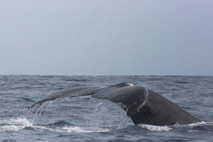 カボ サン ルーカスでのホエール ウォッチング : 観光クルーズとショッピング