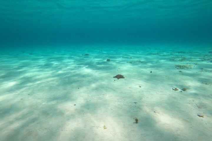 Actividad de snorkel en la Fiesta Bávara en bote con fondo de cristal en San Miguel de Cozumel