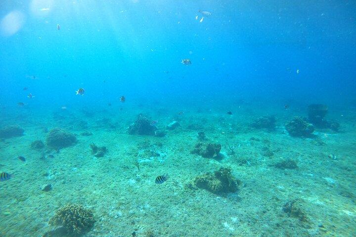Actividad de snorkel en la Fiesta Bávara en bote con fondo de cristal en San Miguel de Cozumel