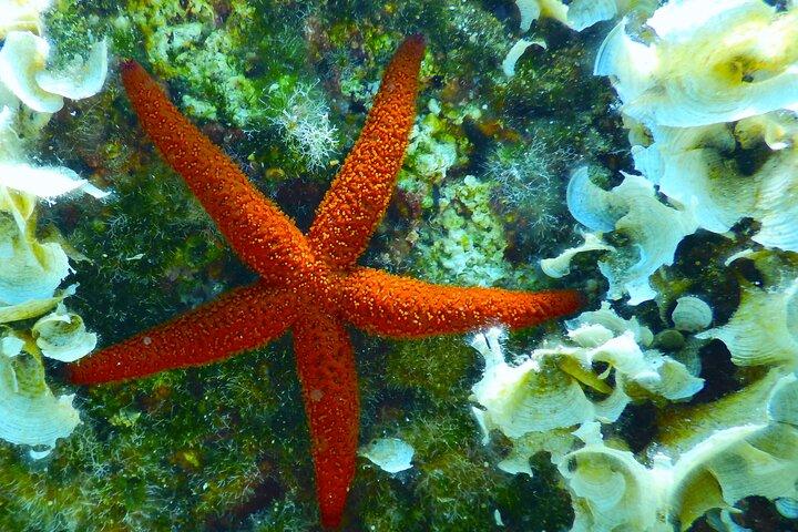 Snorkling Adventure Trip