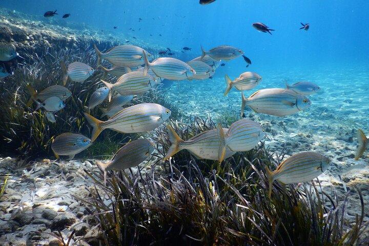 Snorkling Adventure Trip