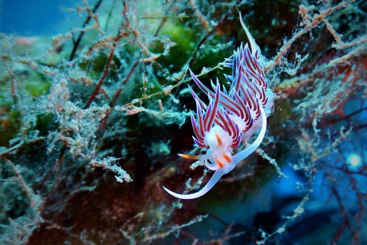 Snorkling Adventure Trip