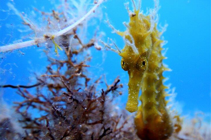 Snorkling Adventure Trip