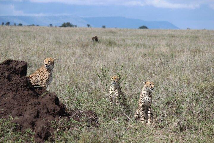 アルーシャからの3日間のサファリ：セレンゲティとンゴロンゴロ