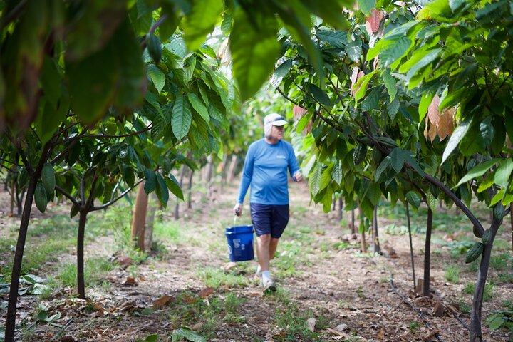 Lahaina: Maui Ku'ia Estate Guided Cacao Farm Tour and Tasting