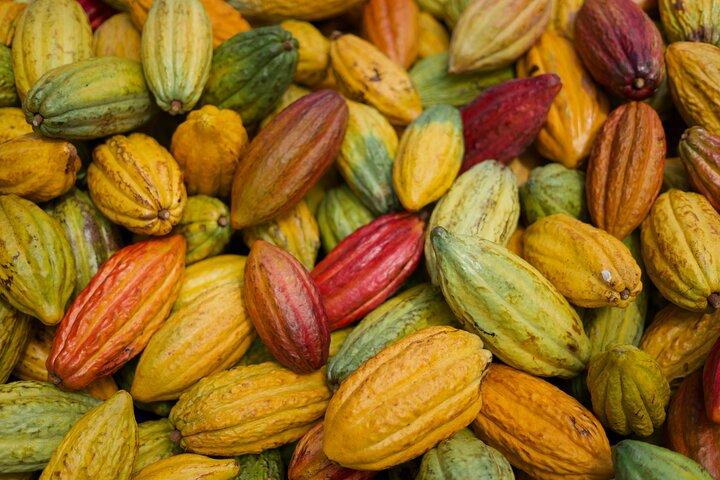 Lahaina: Maui Ku'ia Estate Guided Cacao Farm Tour and Tasting
