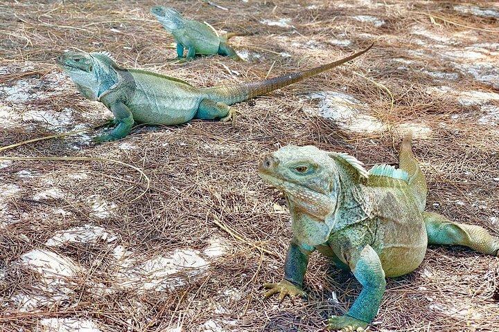 Mangrove & Iguana Clear Kayak Tour