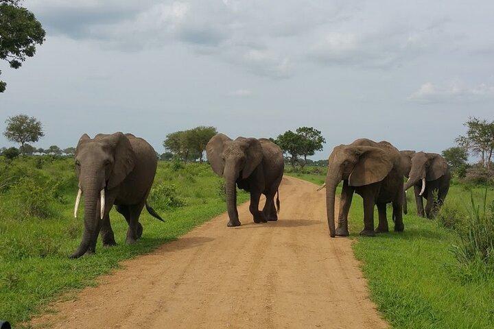 Kurze Safari von Dar es Salaam zum Mikumi National Park - 2 Tage