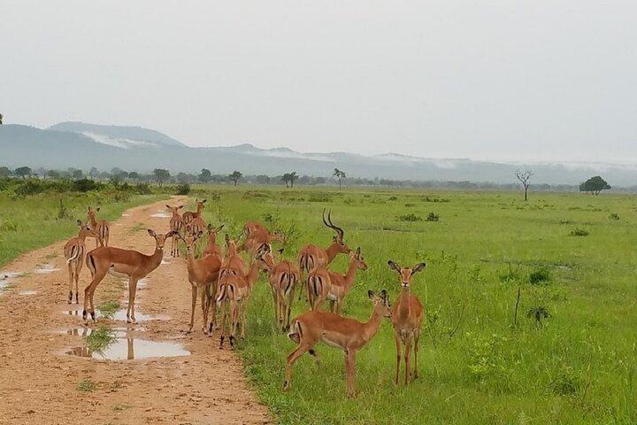 Kurze Safari von Dar es Salaam zum Mikumi National Park - 2 Tage