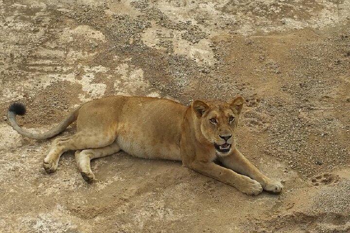 Kurze Safari von Dar es Salaam zum Mikumi National Park - 2 Tage