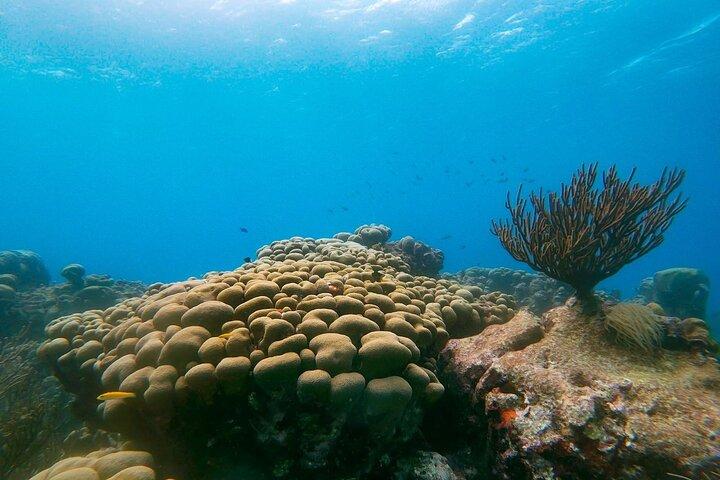 Snorkeling privato con 2 fermate ad Aruba - Eco-friendly!