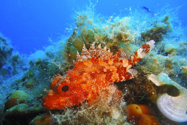 Scopri Scuba Diving Adventure a Mykonos