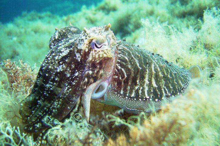 Scopri Scuba Diving Adventure a Mykonos