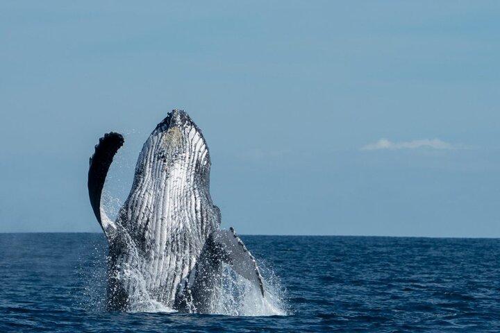 World Class Whale Watching med morgenmad og åben bar
