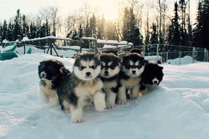 Dogsled eventyr i Fairbanks med Homestead tur
