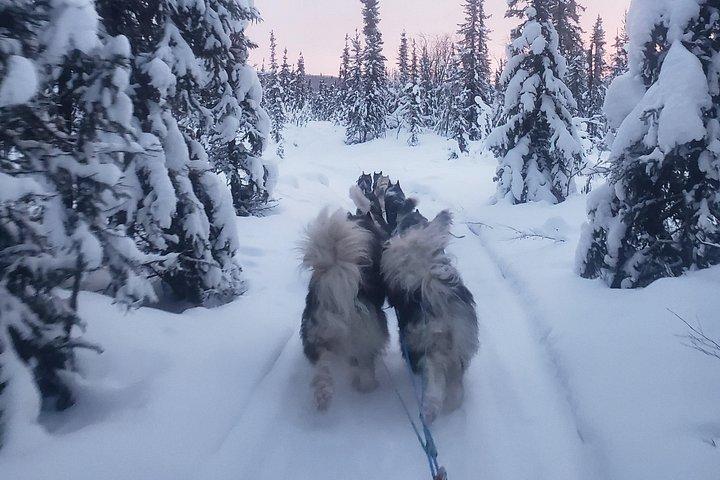 犬ぞりアドベンチャー・イン・フェアバンクス（ホームステッドツアー付き）
