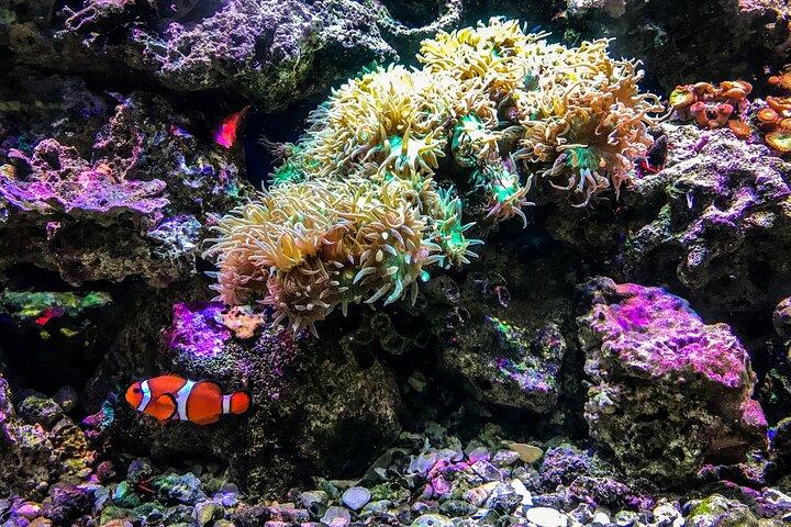Snorkel com tartarugas Gold Coast