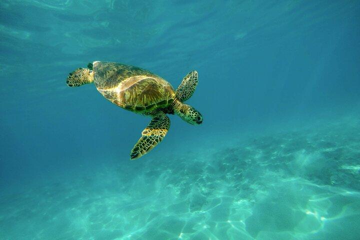 Snorkelen met Turtles Gold Coast