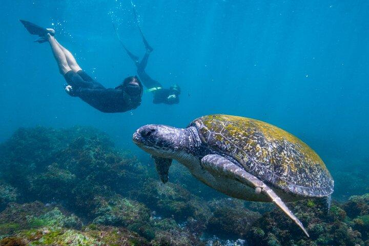 Snorkel com tartarugas Gold Coast