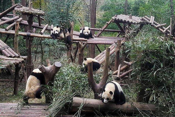 Panda And Cultural Chengdu 1 day tour