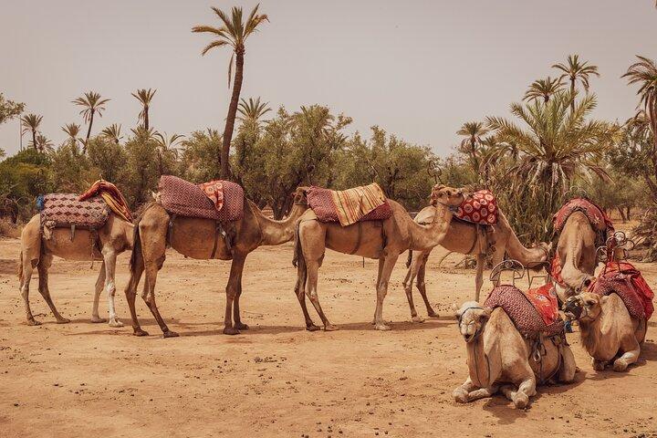 1.5-Hour Small-Group Camel Ride Excursion to Palm Grove from Marrakech
