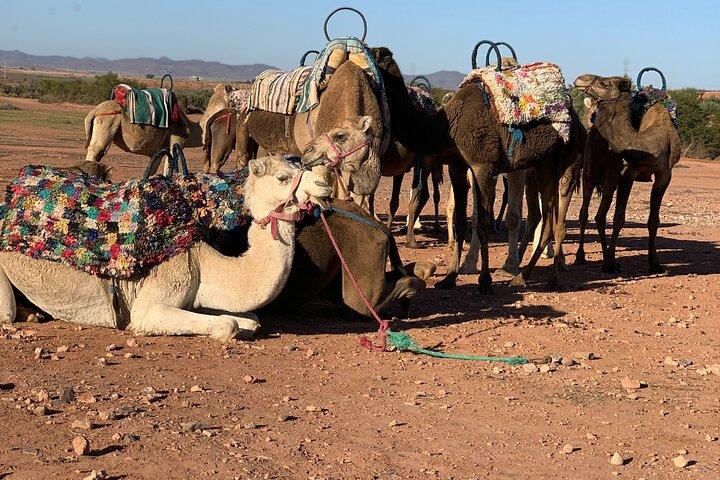 1.5-Hour Small-Group Camel Ride Excursion to Palm Grove from Marrakech