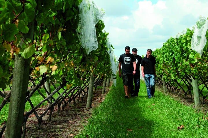 Vineyards Honey and Black Sand Beaches from Auckland