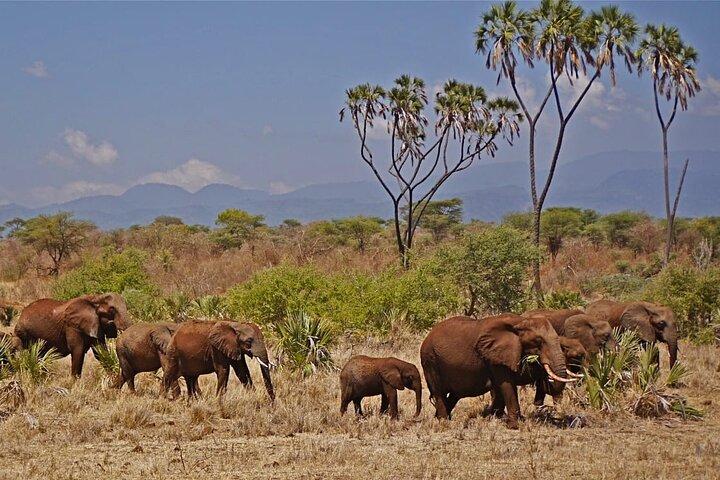 3 Tage Meru National Park Safari