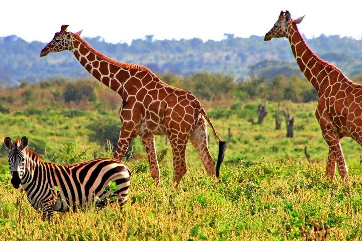 3 Tage Meru National Park Safari