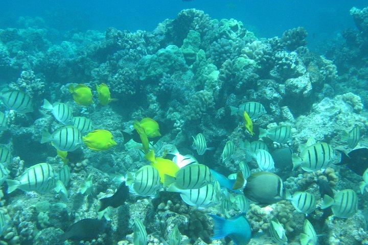 Honolua Snorkel Sail from Lahaina