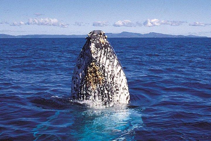 Deluxe Whale Watching Sail on Maui