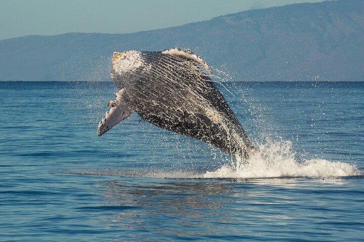 Deluxe Whale Watching Sail on Maui