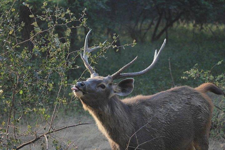 プライベートトランスファーによるジャイプールからの2泊のランタンボール国立公園