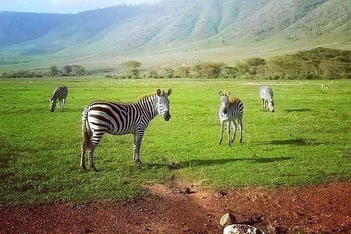 ザンジバルからの3日間のタランギレ、ンゴロンゴロクレーター、マニャラ