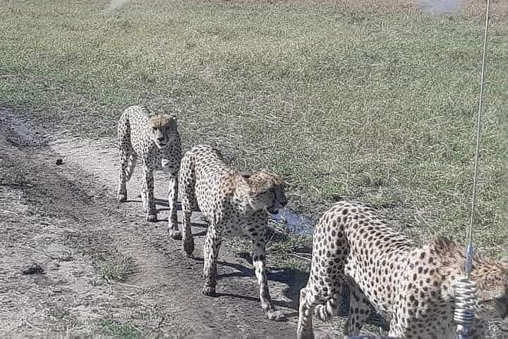 ザンジバルからの3日間のタランギレ、ンゴロンゴロクレーター、マニャラ
