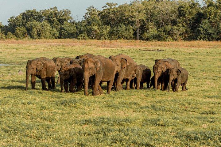 ポロンナルワからの古代王国と野生の象のサファリ