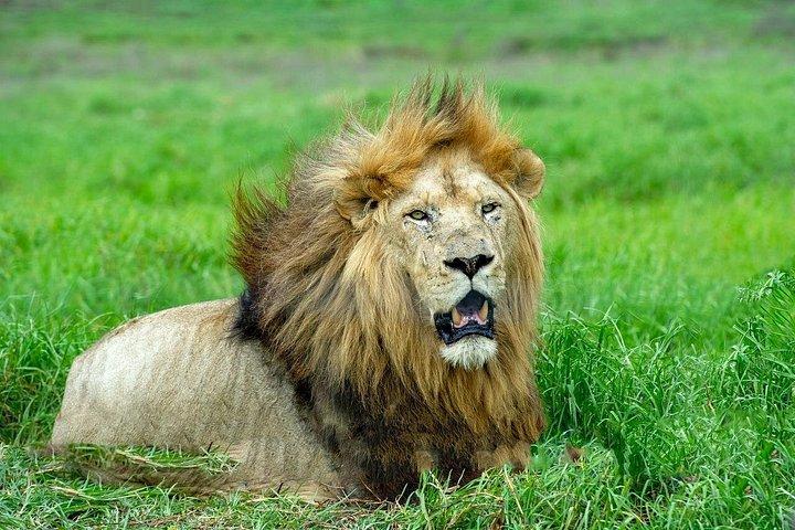 Leeuw & Safaripark