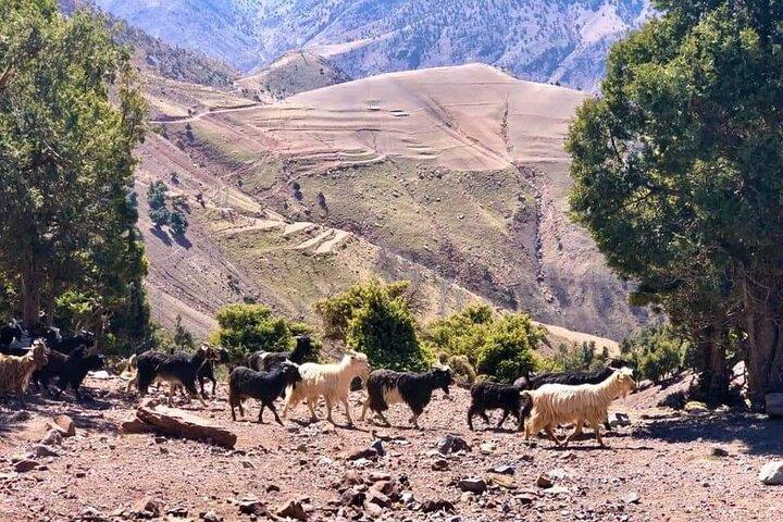 Atlas Mountains Guided Tour with lunch from Marrakech