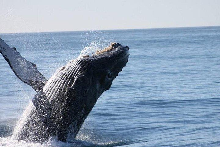 ロスカボスのクジラウォッチングツアー