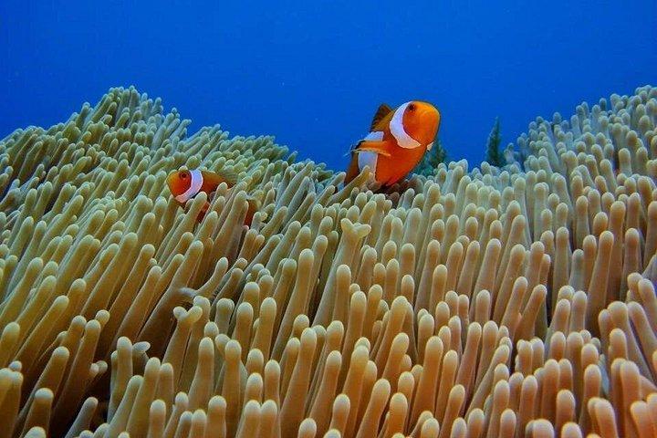 Bali Snorkeling Trip at USS Liberty Shipwreck With Hotel Transfers