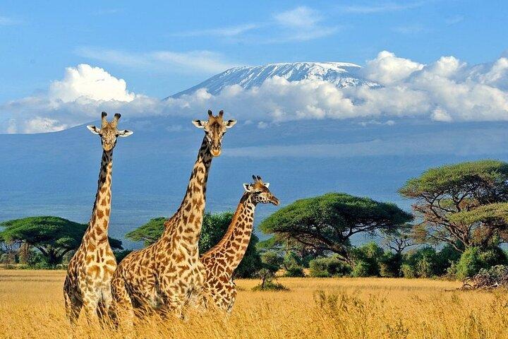 3 dia Amboseli Safari