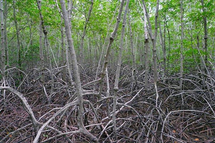プランブリ森林公園とカオデーンがホアヒンからのツアーに参加