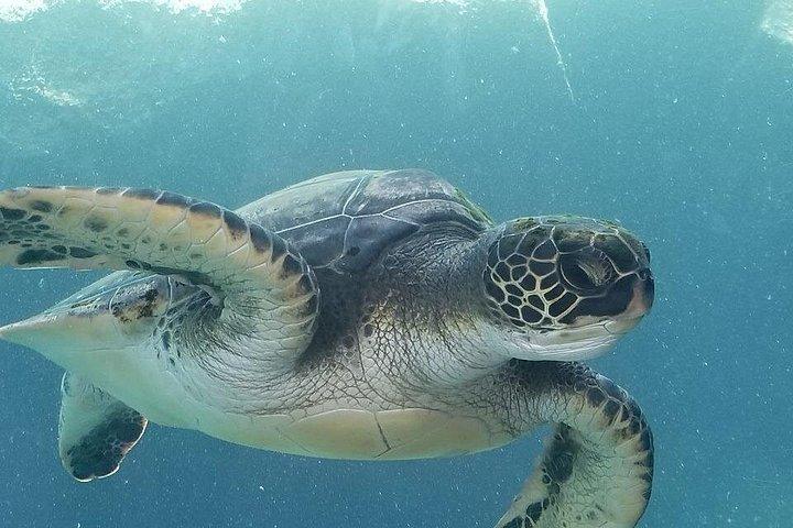 Kayak e Snorkel: Maui West Shore