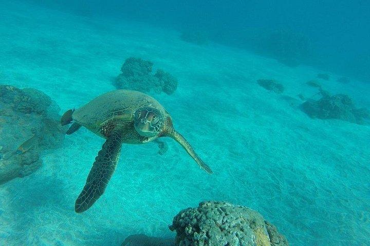 Kayak e Snorkel: Maui West Shore